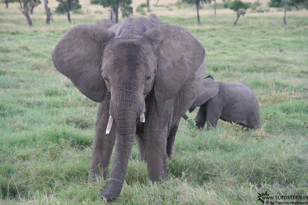 IMG 8594-Kenya, elephants in Masai Mara